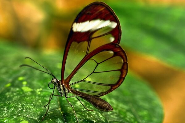 Hermosa mariposa sentada en una hoja