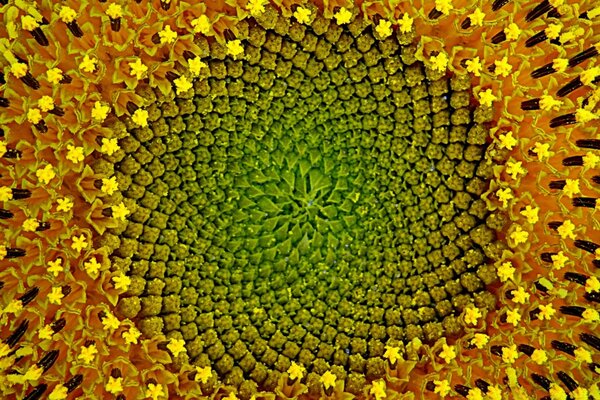 Hermoso girasol amarillo brillante. Macrofotografía