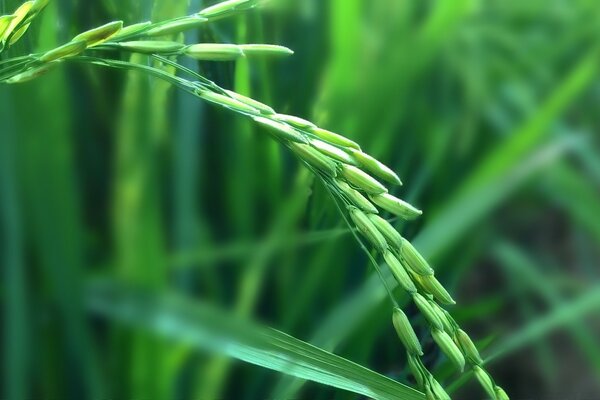 Prairie herbe fond flou