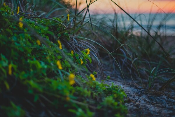 Sunset on the shore of a lake covered with grass and small flowers