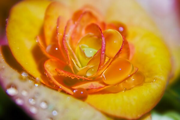 Grande flor amarela close-up