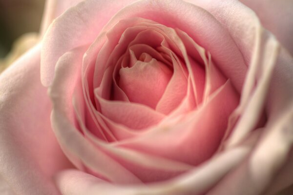 The delicate tone of a rose flower