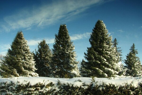 The first snow this year as it falls on coniferous trees