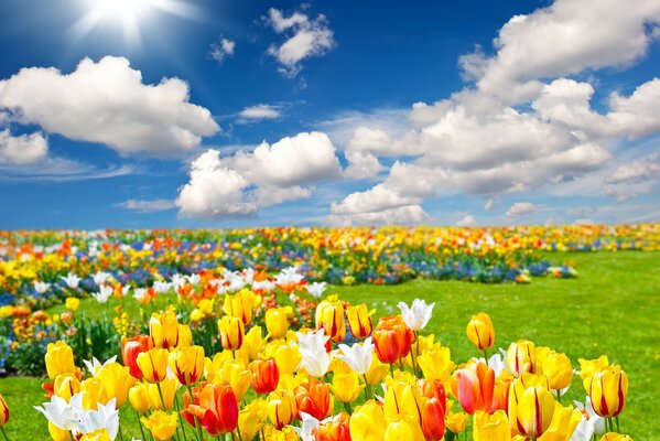 Im Frühling gibt es viele Tulpen in der Natur