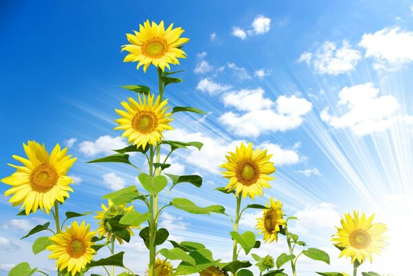 Vista dei girasoli dal basso, contro il cielo