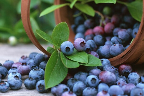 A full basket with delicious blueberries