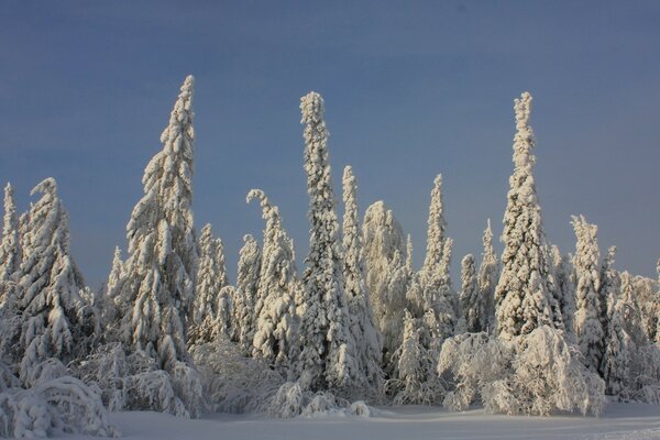 Árboles de Navidad en ropa de nieve en invierno