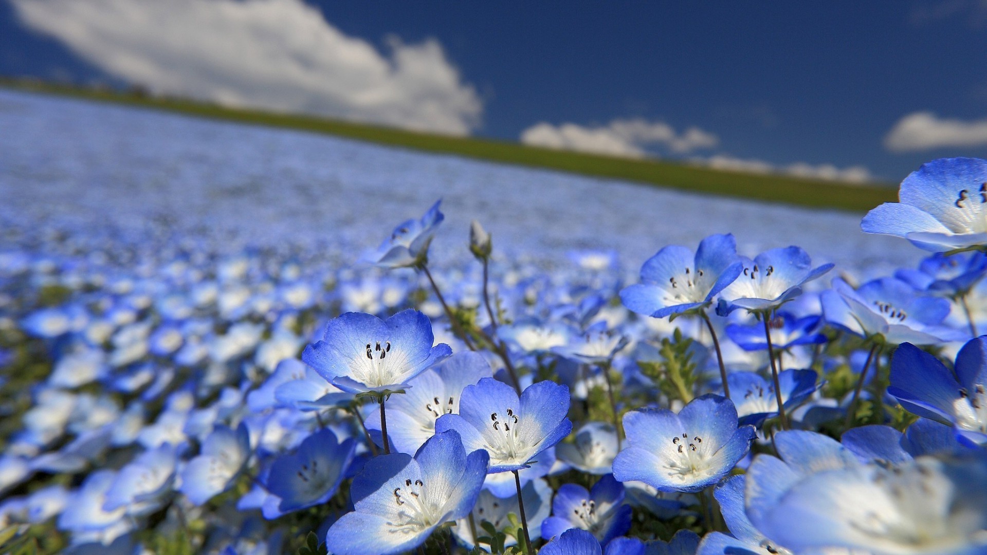 field of flowers flower nature summer outdoors flora blur hayfield grass fair weather color bright