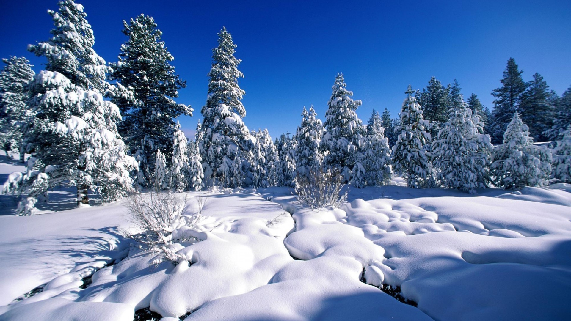 inverno neve freddo gelo legno montagna ghiaccio scenico congelato paesaggio albero stagione nevoso evergreen meteo