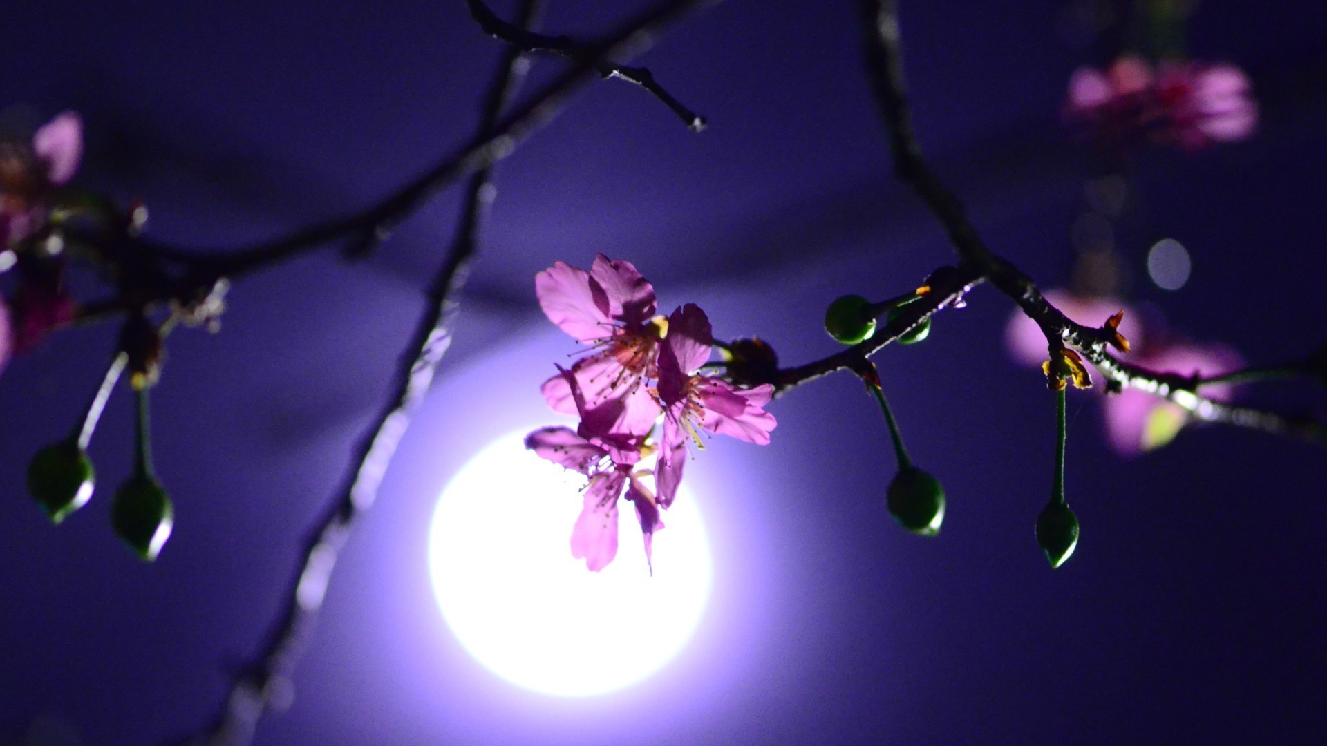 night evening twilight flower nature light branch blur flora leaf tree winter color apple