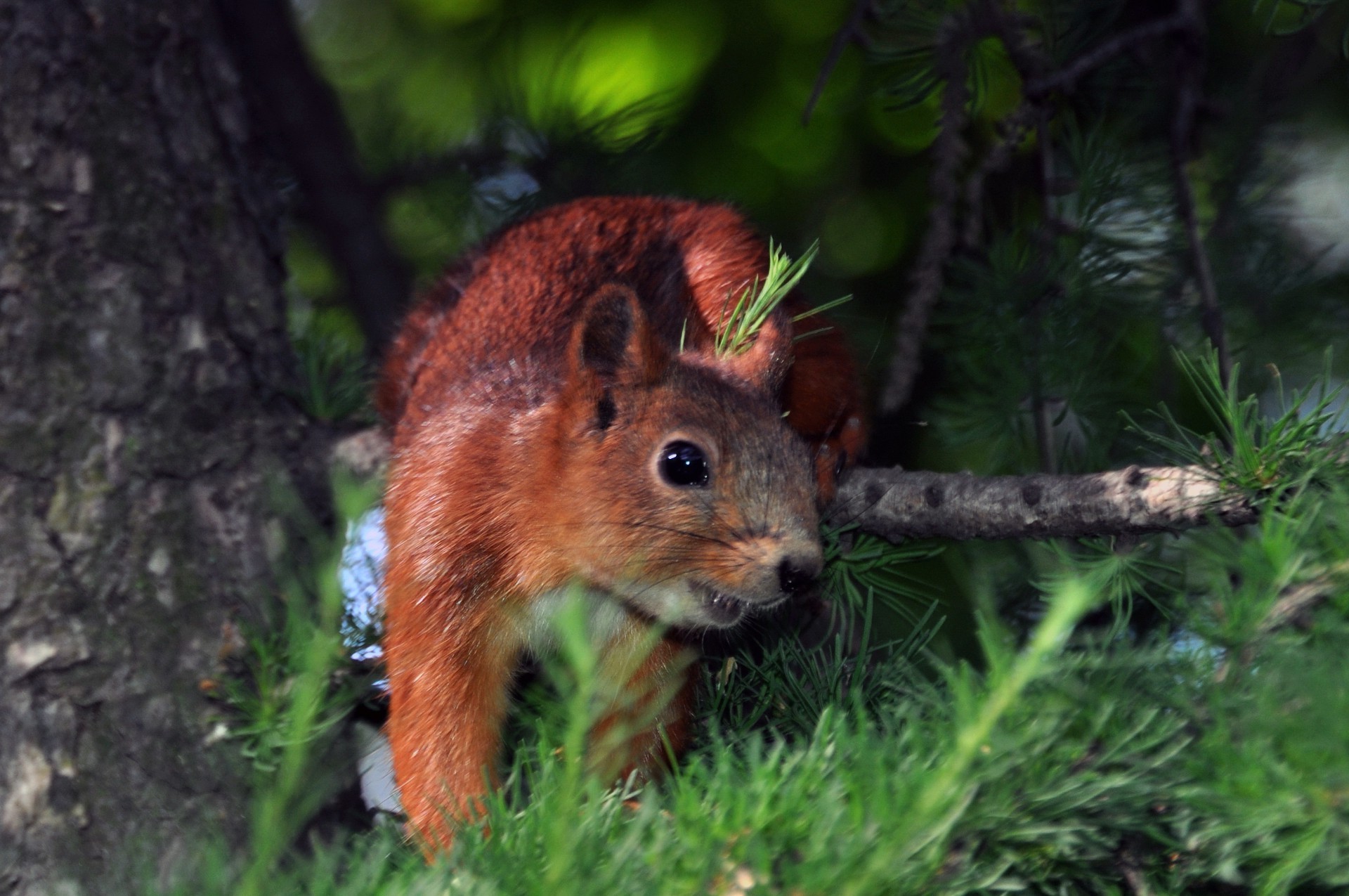 eichhörnchen säugetier tierwelt natur holz holz wild im freien tier fell niedlich nagetier eichhörnchen wenig