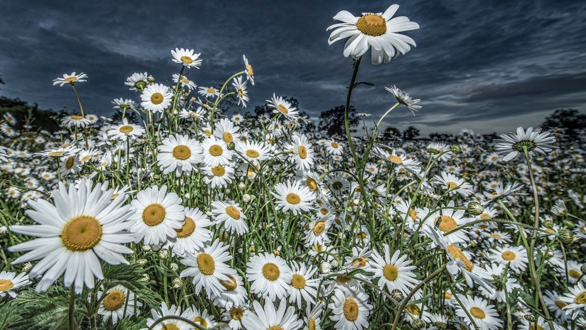 kamille blume natur flora sommer blumen feld saison garten blühen heuhaufen hell blütenblatt farbe schön blatt sonne gras schließen