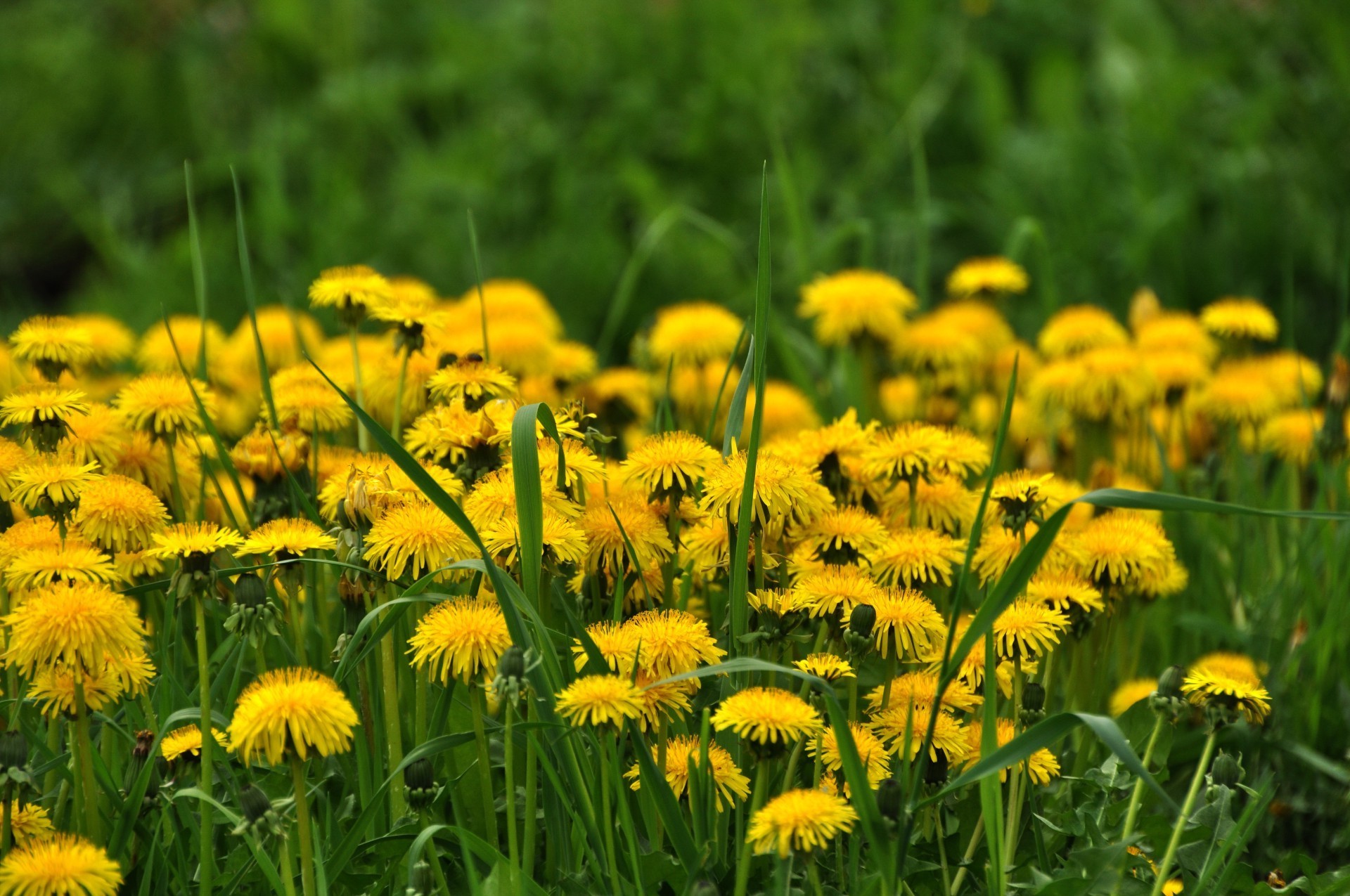 flowers nature summer dandelion flora hayfield flower grass field rural garden growth bright lawn outdoors fair weather season floral environment sun