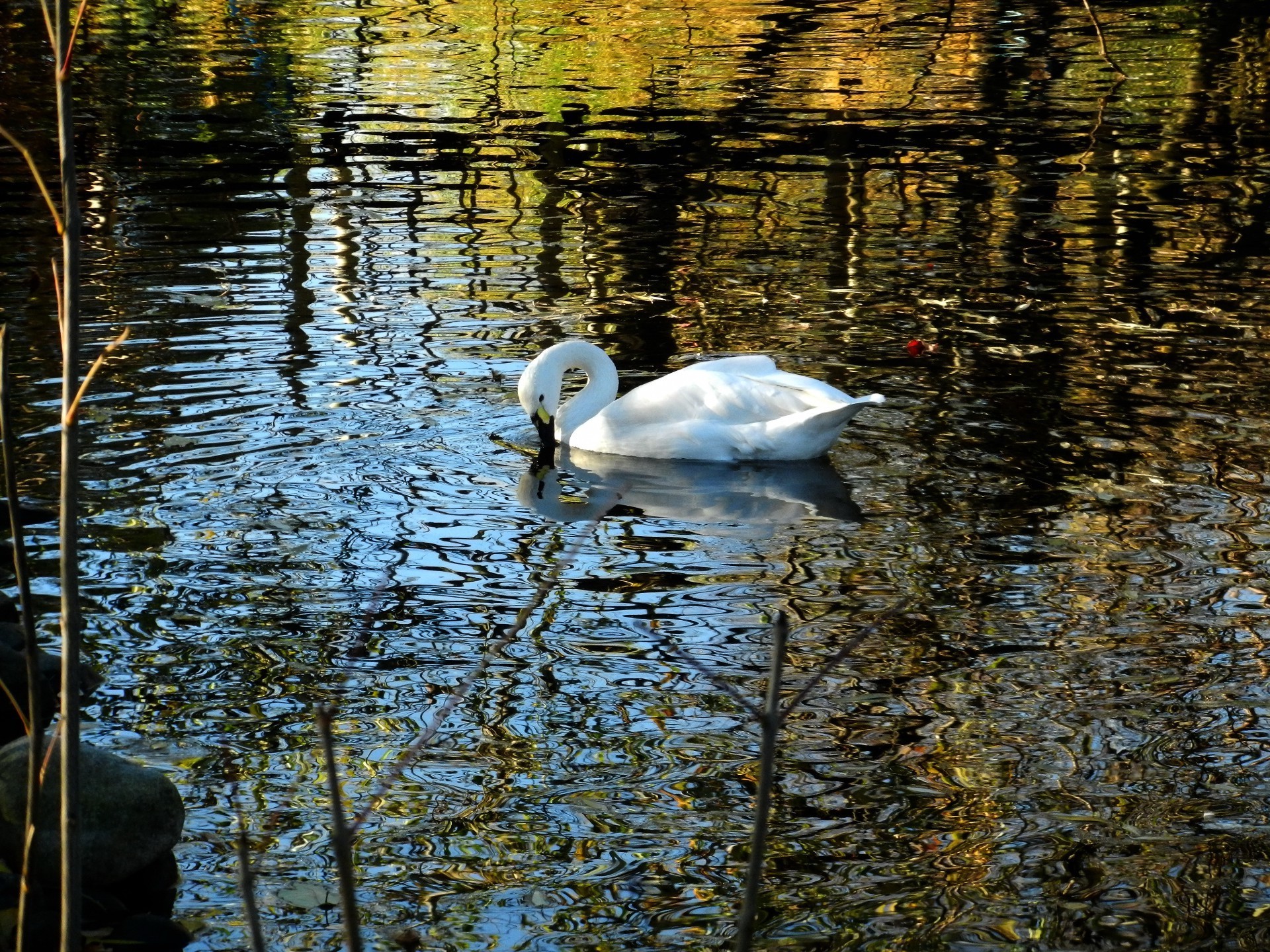 jezioro odbicie woda basen łabędź ptak rzeka natura ptactwo wodne lustro kaczka pióro piękne