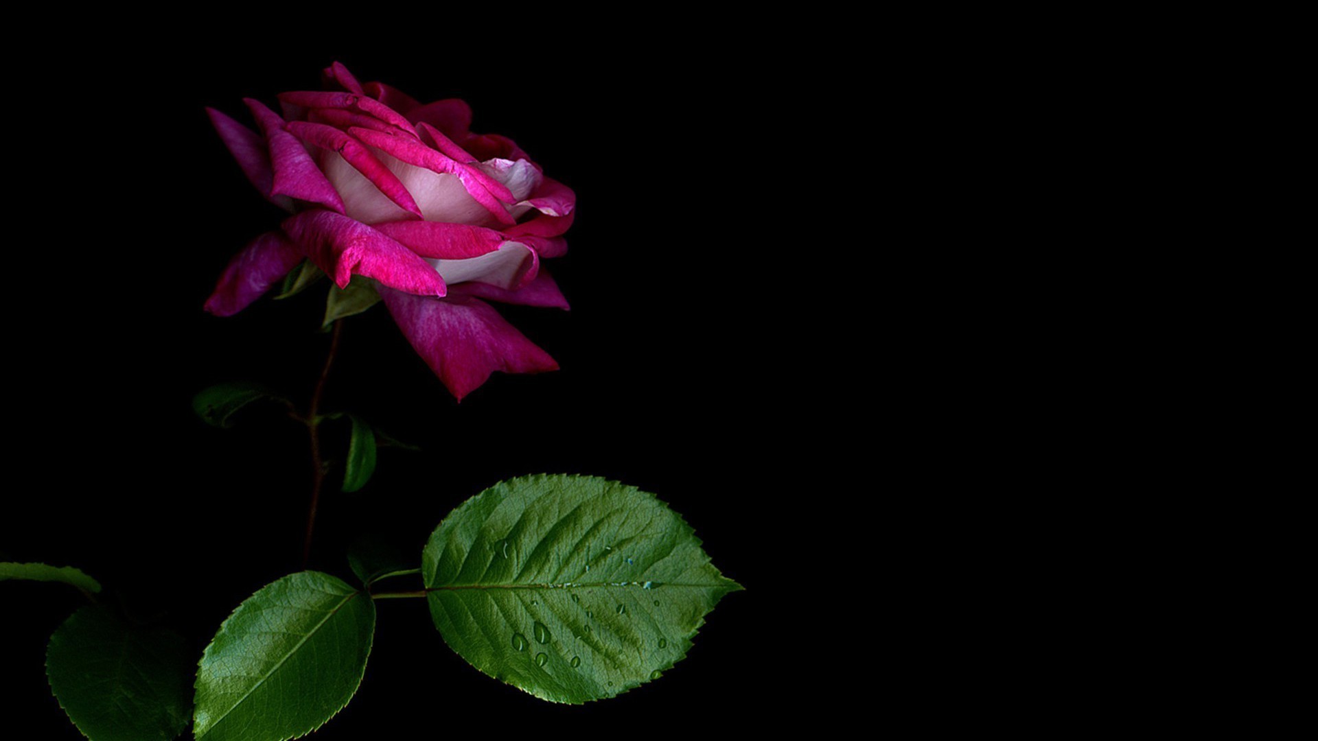 güller çiçek yaprak doğa flora aşk renk parlak