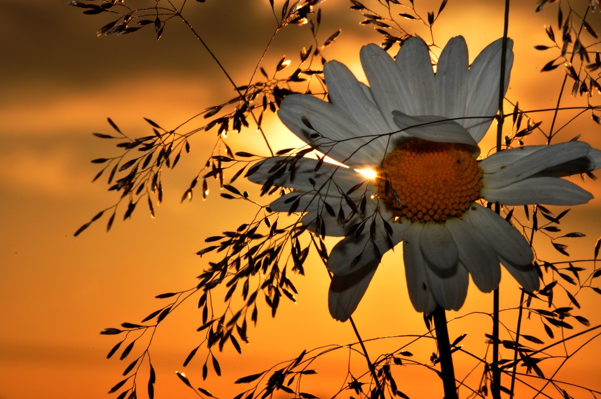 chamomile sun nature leaf fall sunset light color dawn