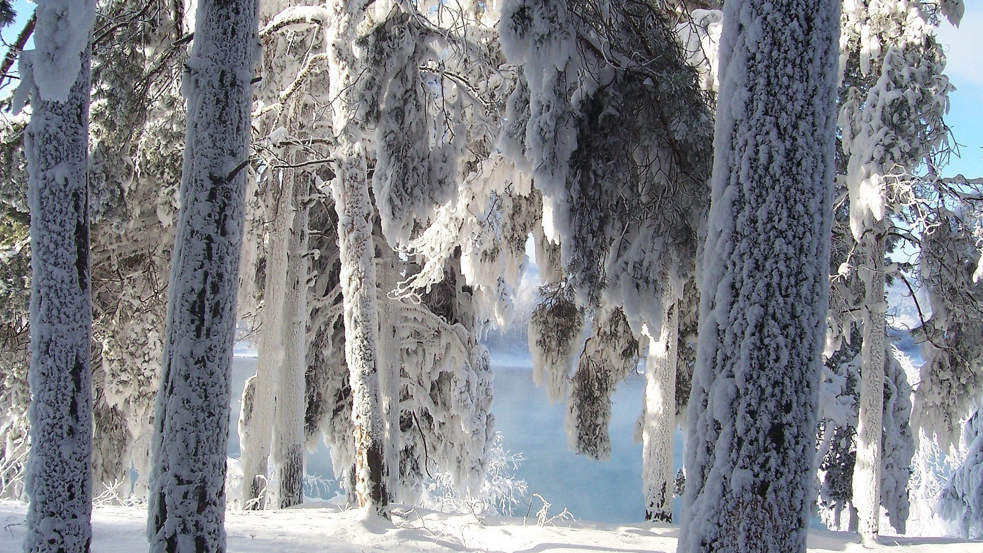 hiver neige nature froid gel bois glace à l extérieur arbre congelés paysage saison parc