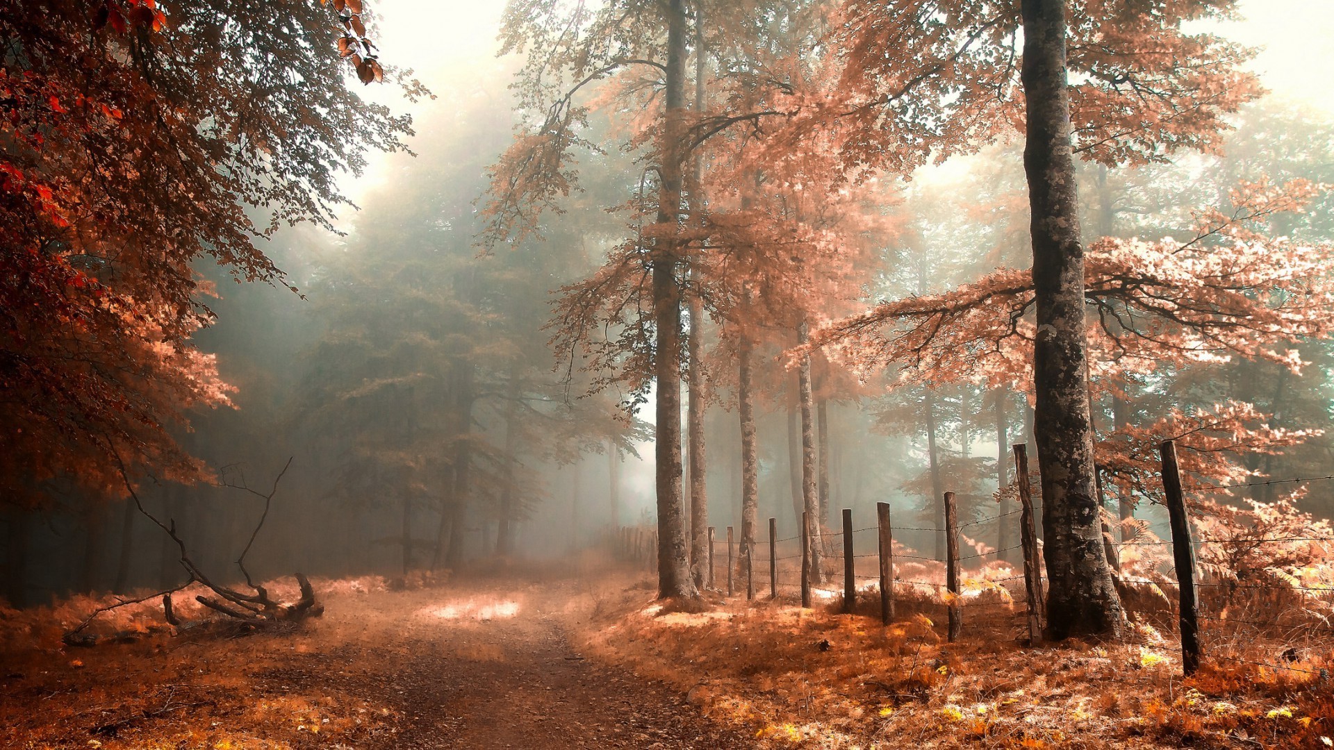 autumn tree wood fall landscape fog leaf mist park nature dawn outdoors light scenic environment branch