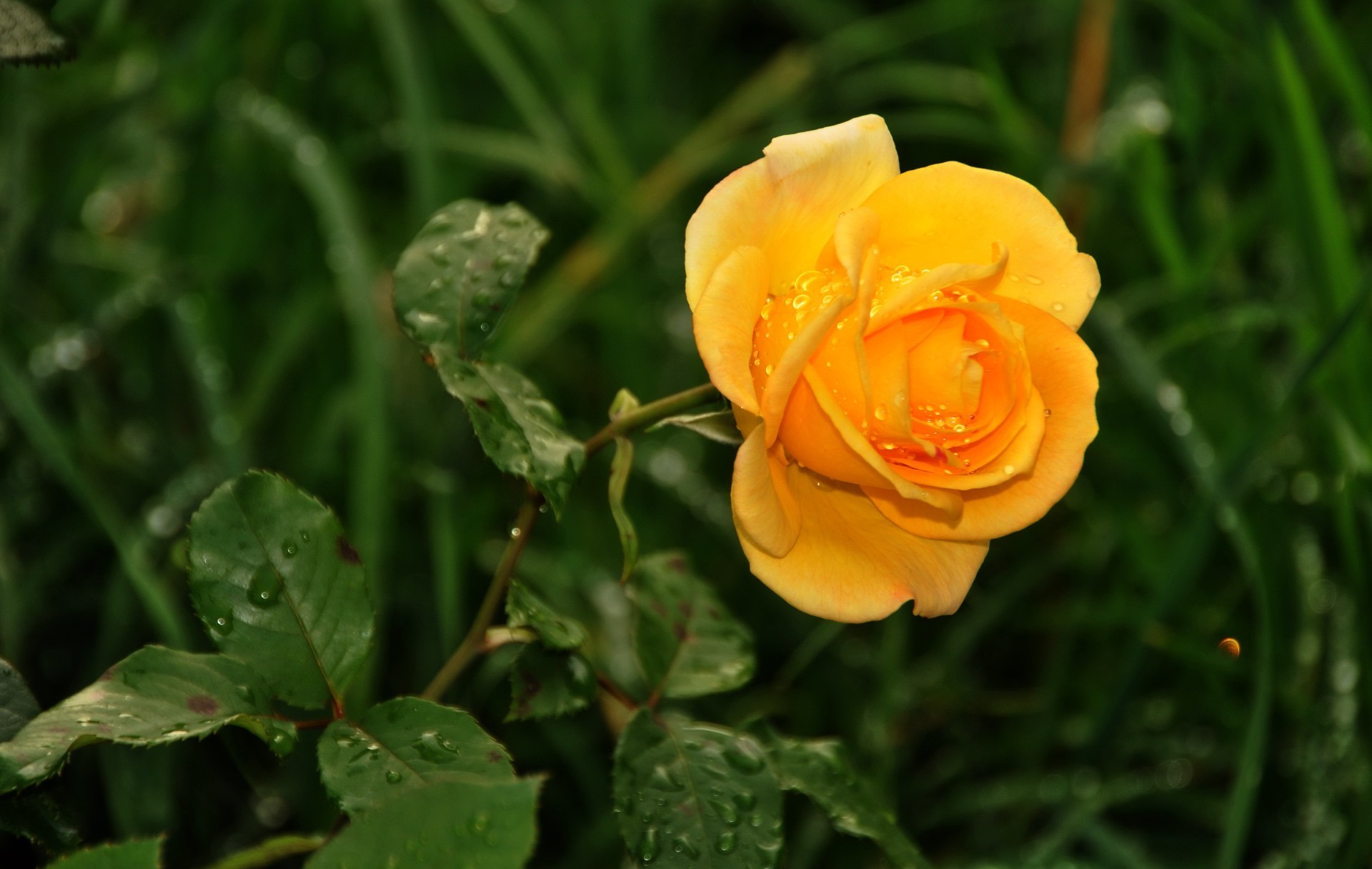 roses nature flore feuille fleur été jardin lumineux couleur à l extérieur floral