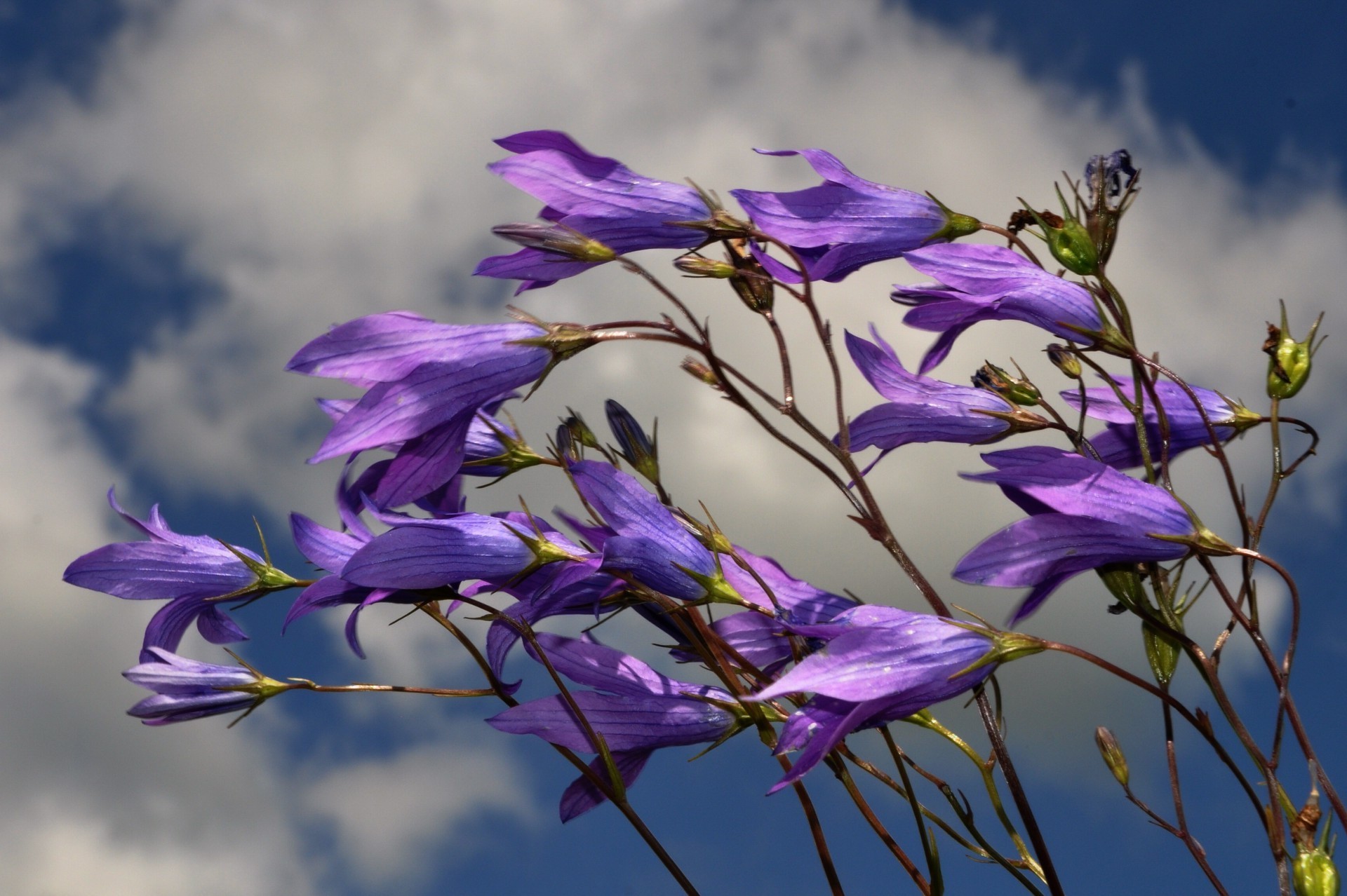 flowers flower nature flora field floral petal blooming garden leaf summer beautiful grass outdoors color close-up hayfield violet park season