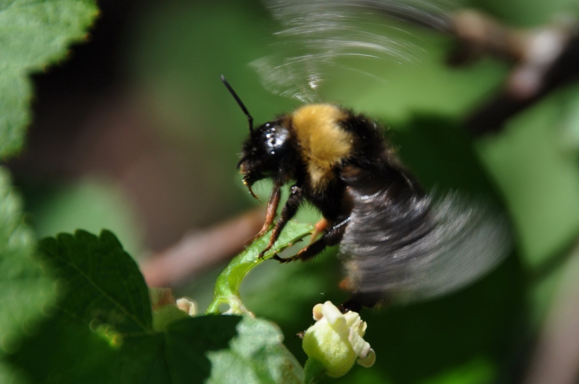 landscapes nature insect bee outdoors leaf wildlife summer little animal