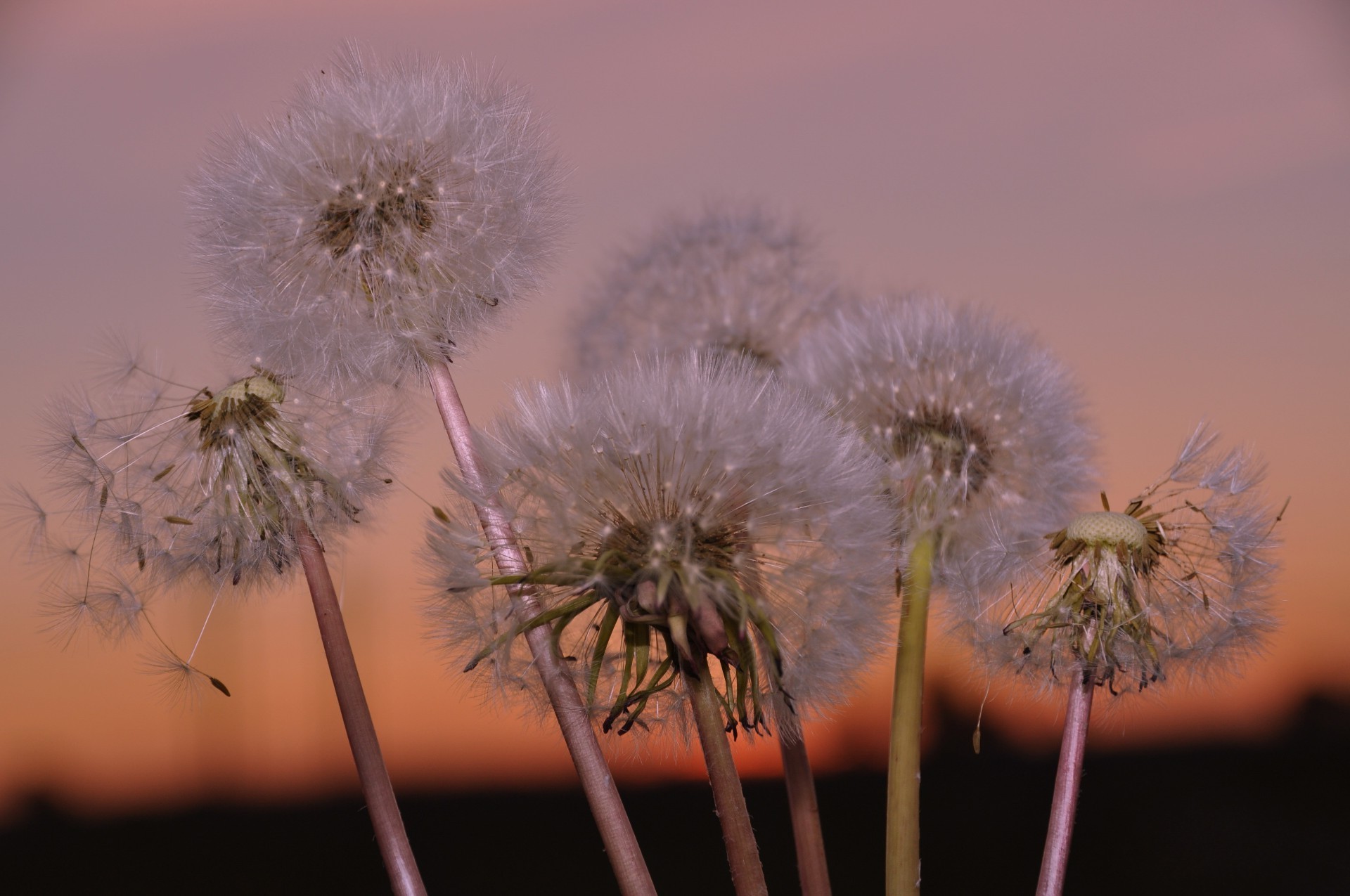 fleurs fleur pissenlit flore nature été graines mauvaises herbes herbe tendre foin lumière croissance luz tête couleur jardin gros plan à l extérieur feuille