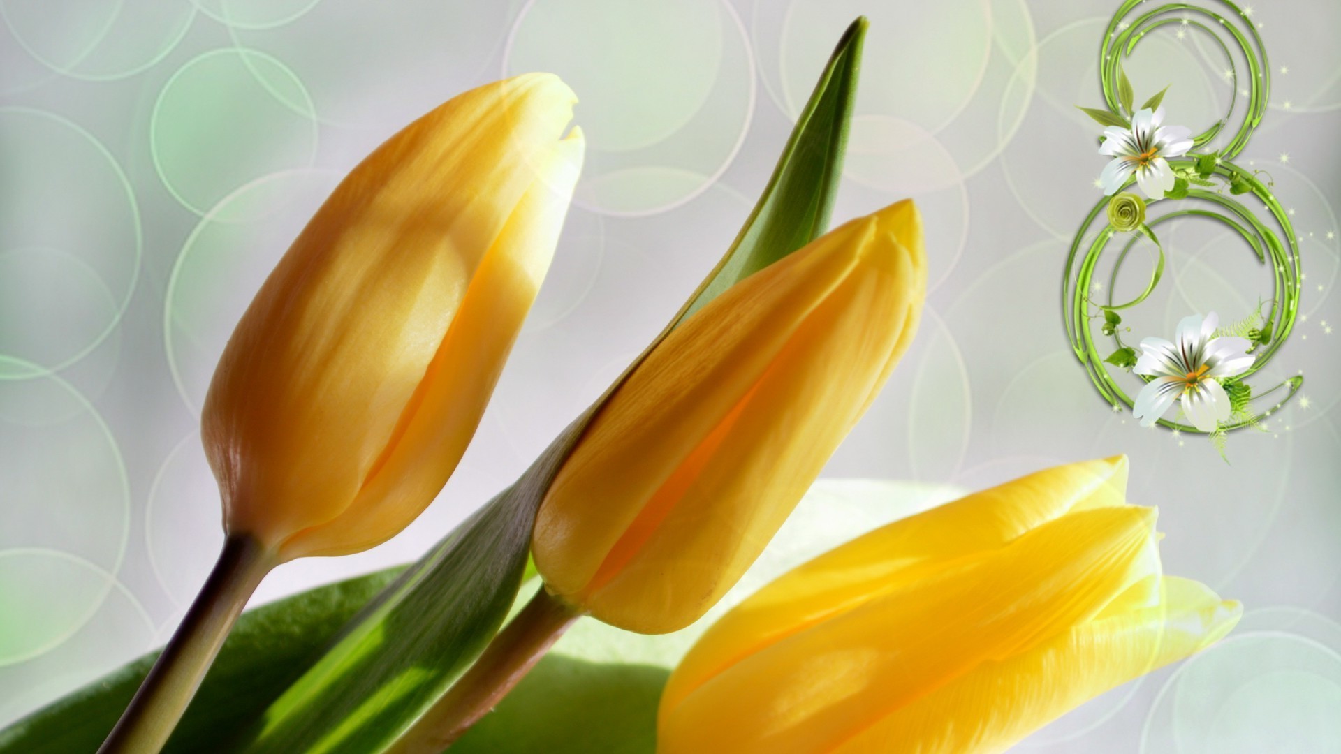 8 marzo natura pasqua foglia fiore flora luminoso tulipano colore primo piano desktop estate