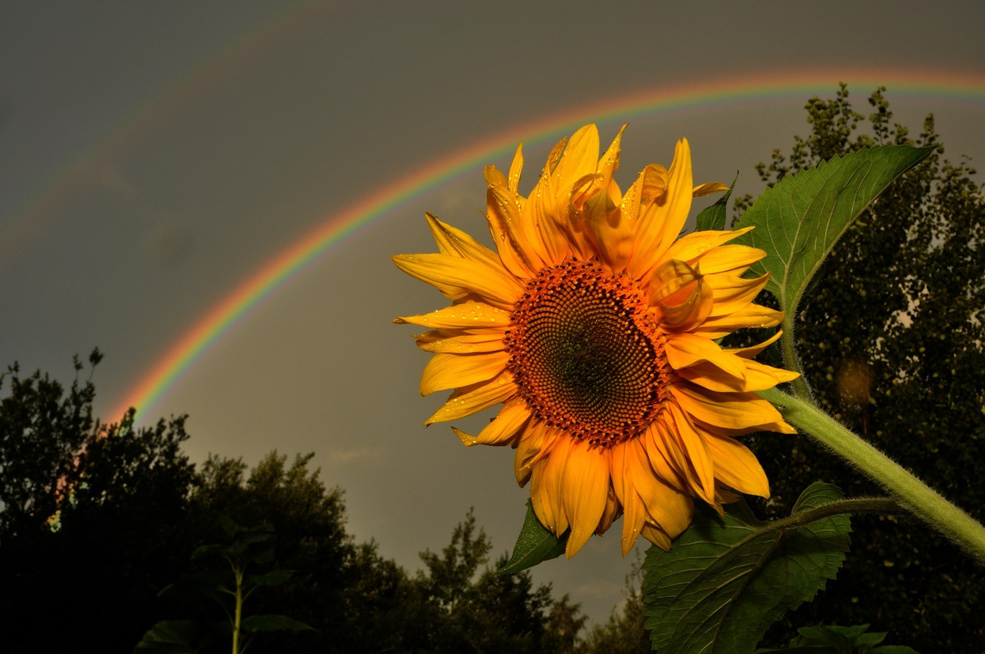 arcobaleno natura estate fiore flora colore foglia all aperto luminoso