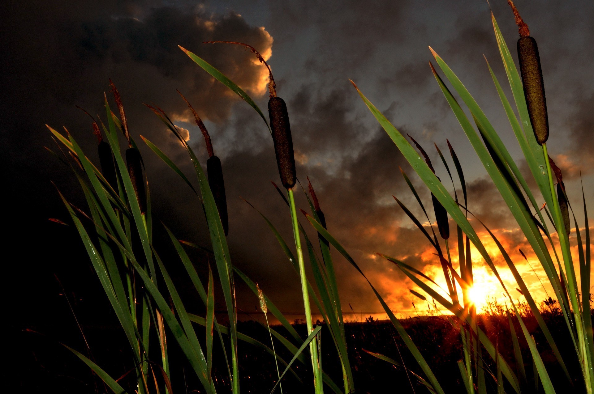 tramonto e alba erba alba natura sole estate all aperto giardino crescita flora fiamma luce bel tempo foglia fieno