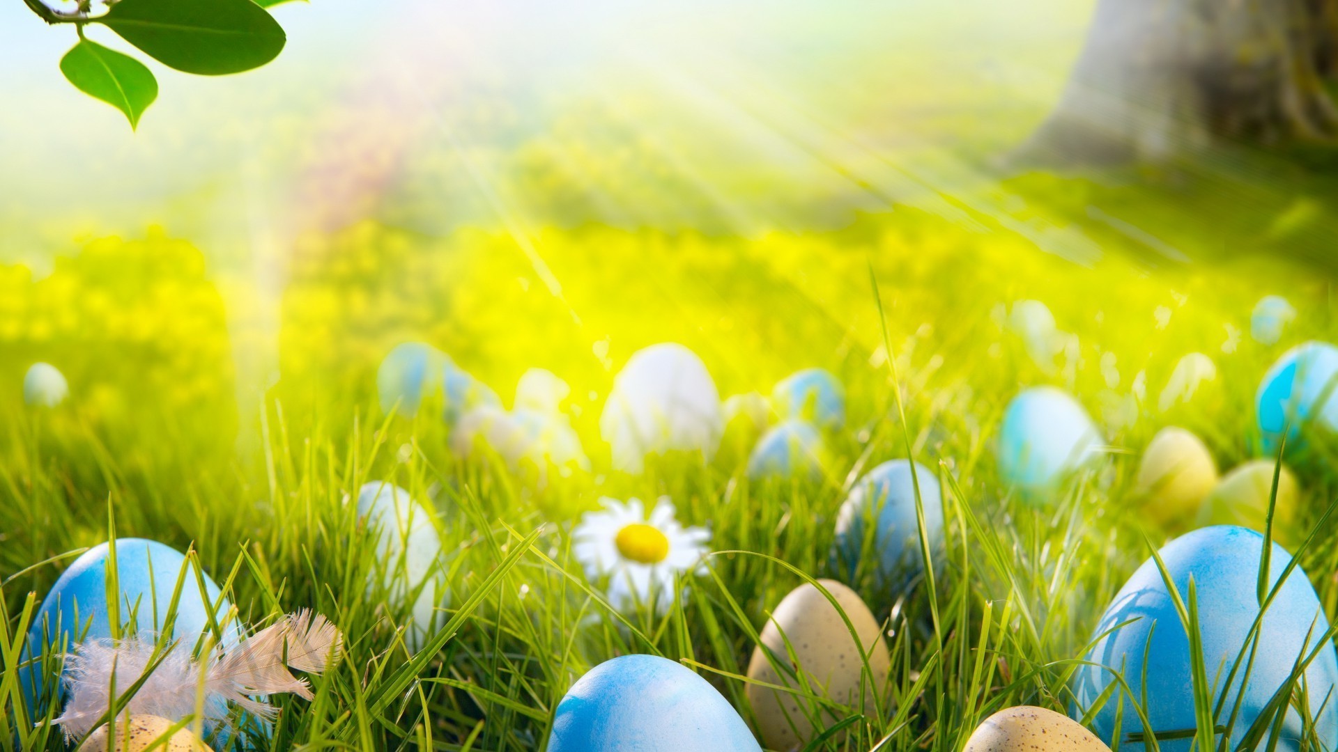 easter grass nature hayfield season egg field easter egg color summer beautiful sun lawn fair weather flower farm bright desktop