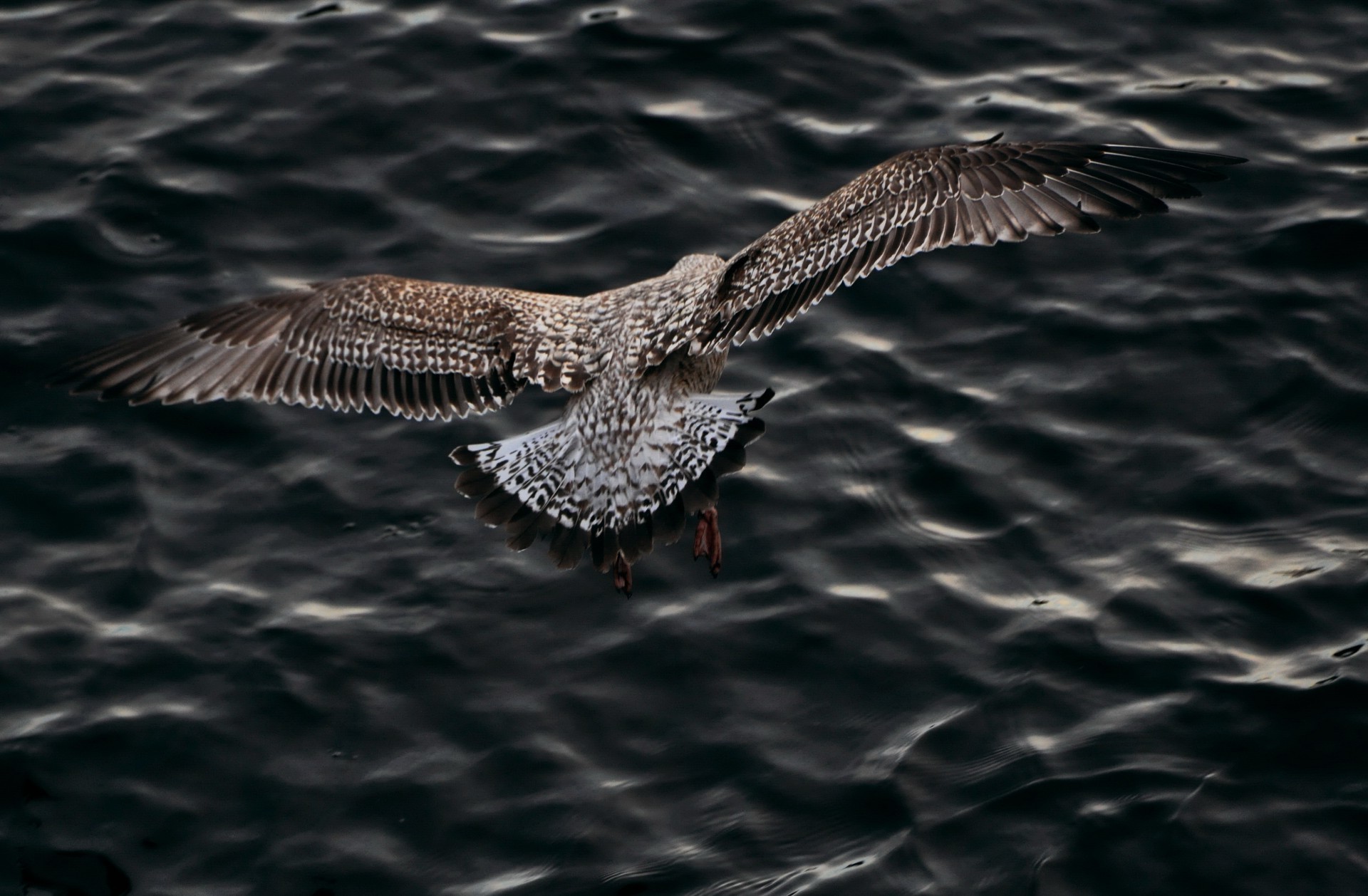 animals bird water seagulls sea wildlife lake ocean river nature fly