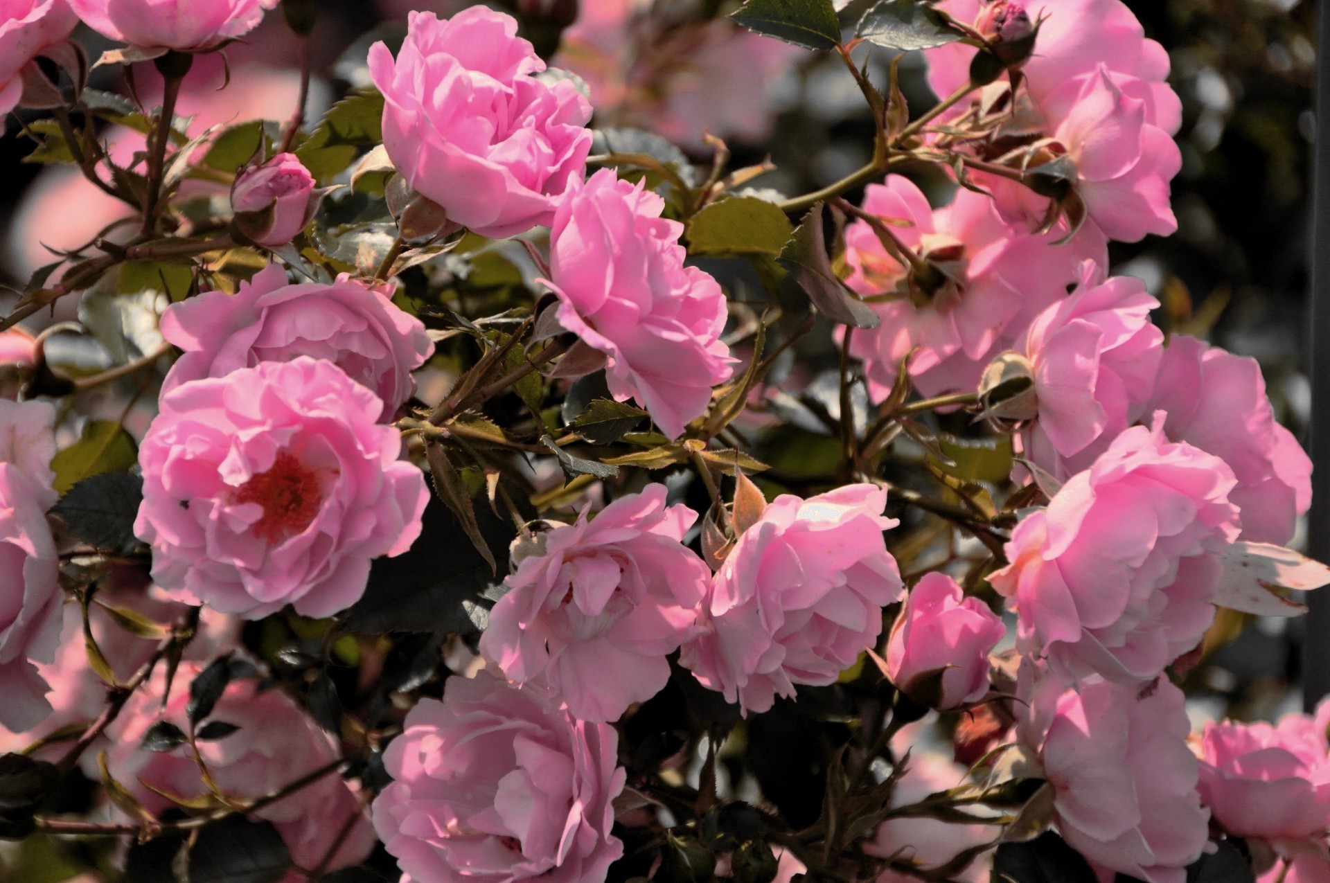 玫瑰 花 植物 花园 自然 叶 盛开 花瓣 花 花 枝 树 灌木 户外 夏天