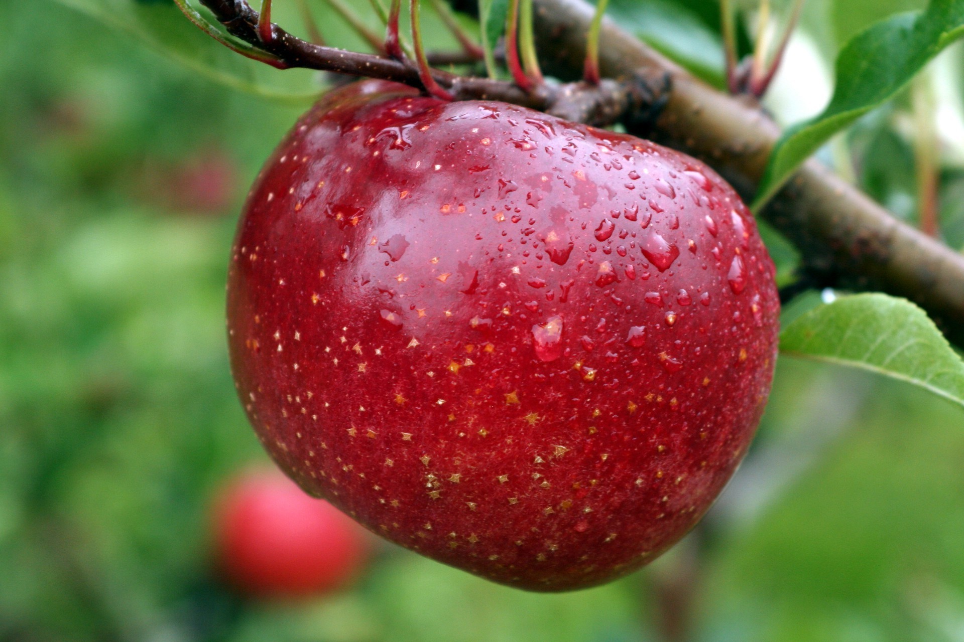 obst essen saftig apfel blatt natur lecker gebäck gesundheit gesund weide essen garten landwirtschaft saft wachsen frische baum farbe