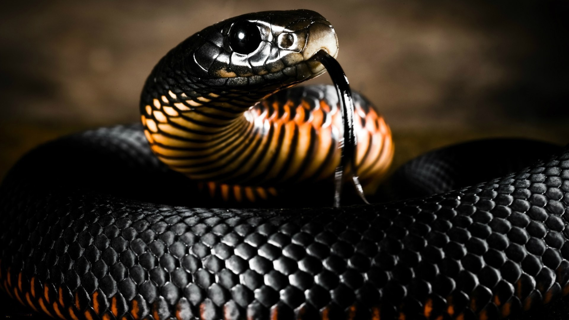 reptiles et grenouilles serpent gazebo un faune invertébrés