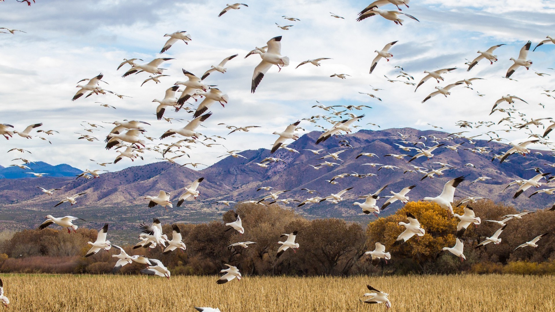 bandada de aves aves vida silvestre al aire libre naturaleza animal ganso hierba agua cielo paisaje otoño nieve aves salvaje pato viajes