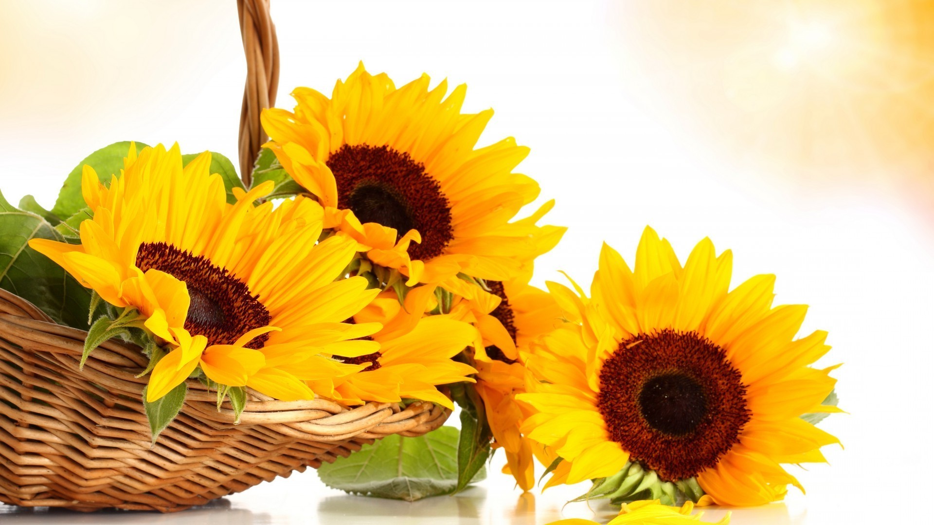 dans un vase ou un pot nature flore été fleur feuille lumineux tournesol belle gros plan pétale croissance isolé floral jardin bureau