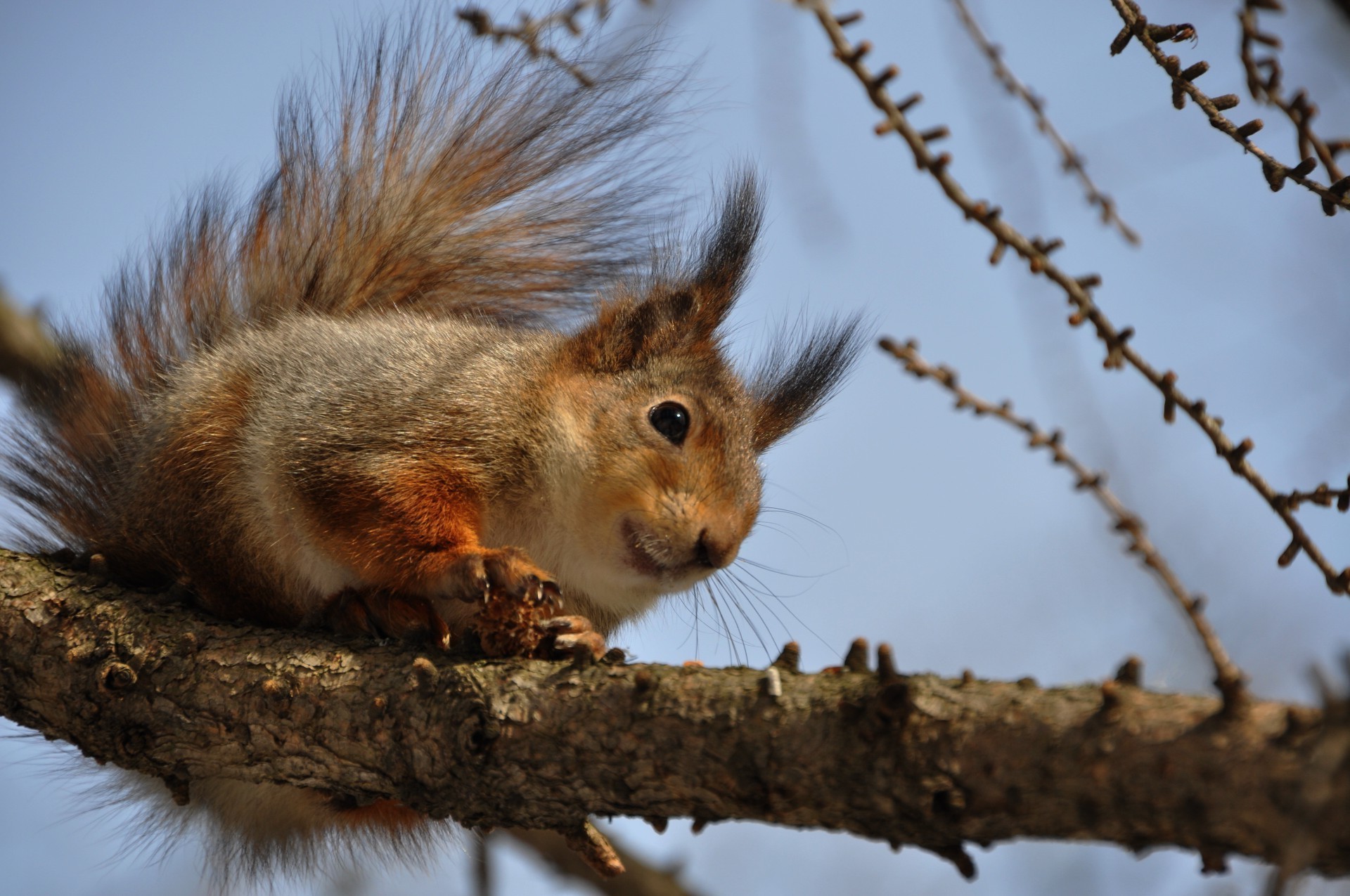 scoiattolo scoiattolo mammifero roditore fauna selvatica legno dado sveglio natura ritratto animale pelliccia volpe coda