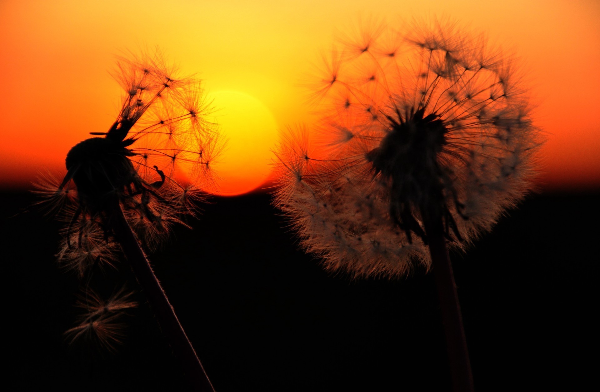 tramonto e alba silhouette tramonto luce fiore alba illuminato sole natura dente di leone volare illuminato insetto colore