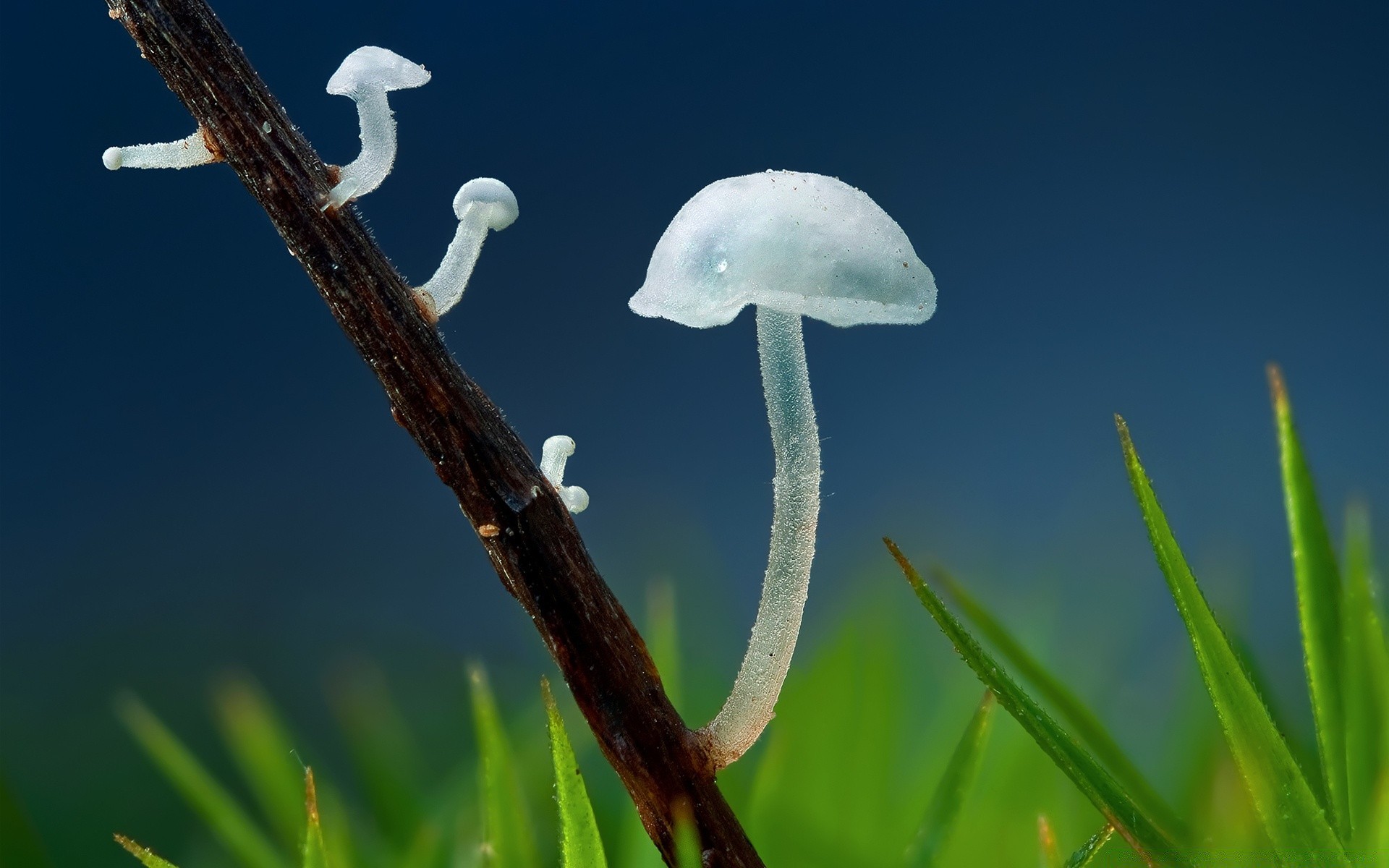 makro fotoğrafçılığı doğa flora mantar kabuk büyüme çimen açık havada sezon yaprak ağaç yaz yakın çekim renk çiçek