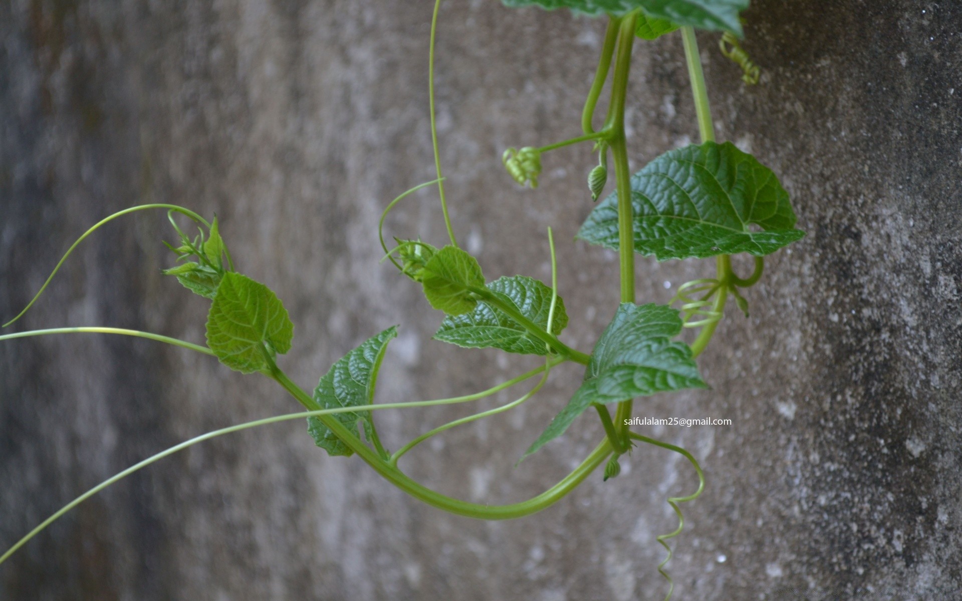 macro leaf flora growth garden environment sprout soil nature agriculture close-up husk flower vegetable herb food outdoors vine summer