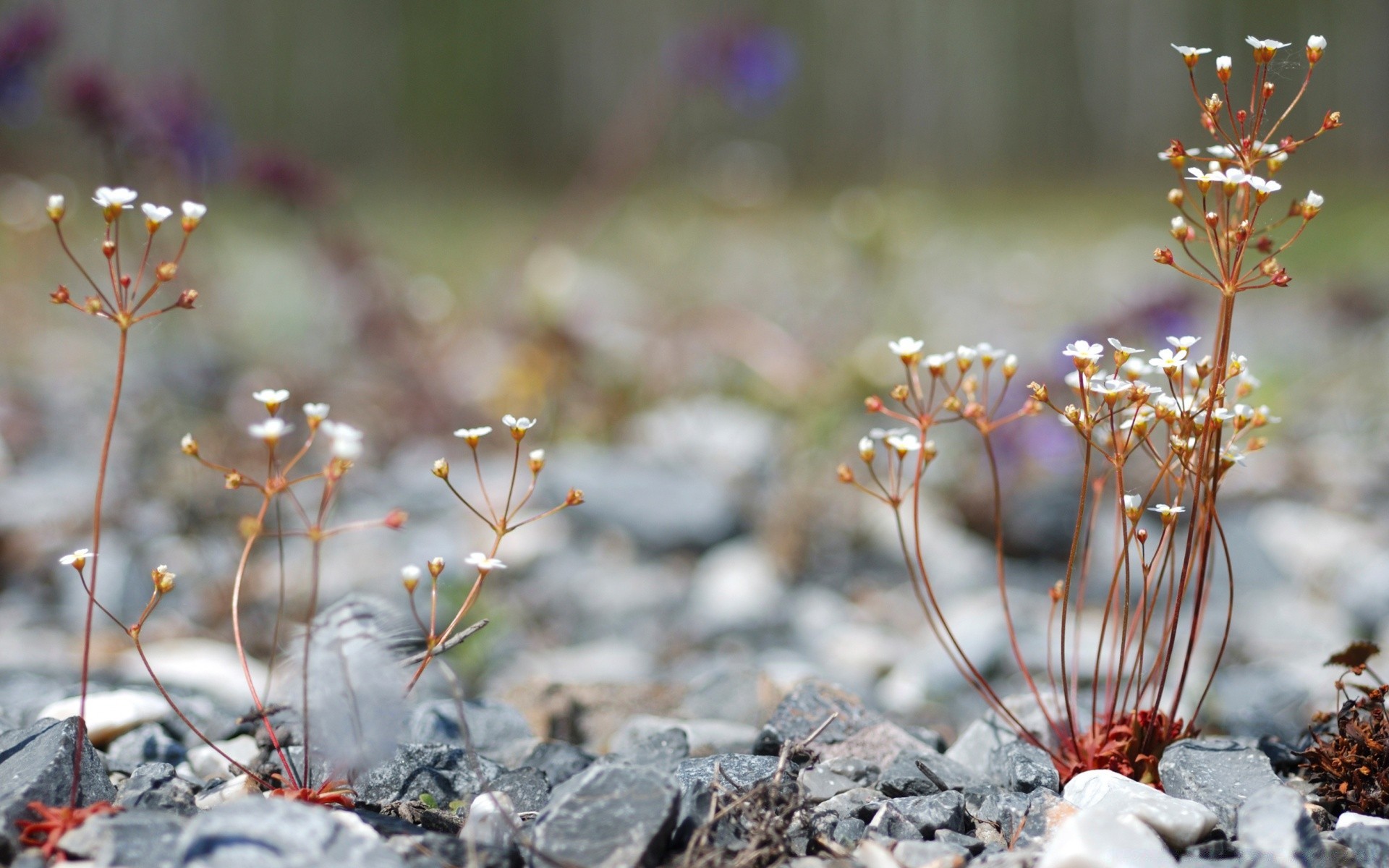 macro nature flower outdoors summer flora grass winter garden wild color