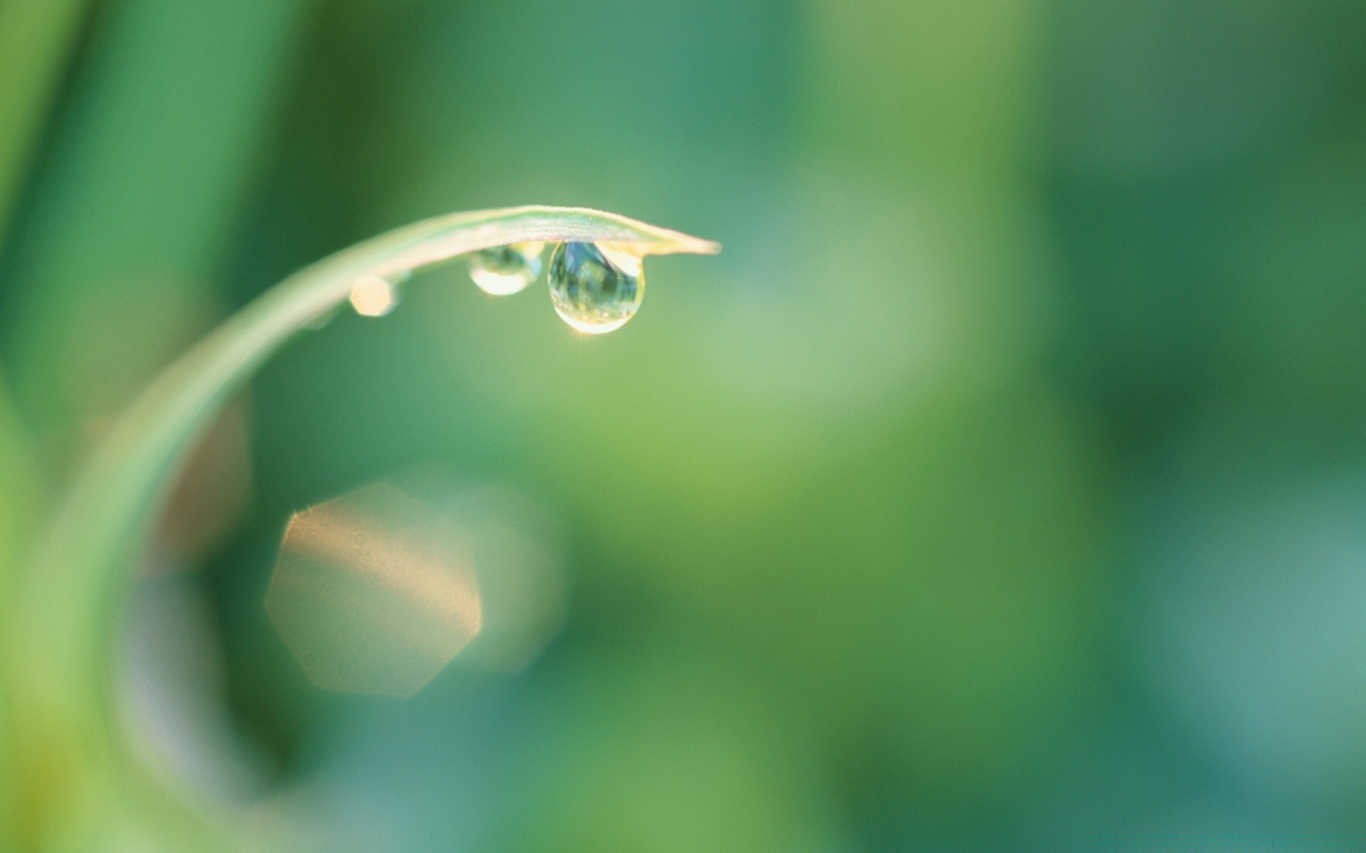 makro fotoğrafçılığı yağmur yaprak çiy doğa damla damla su flora bulanıklık büyüme temizlik ıslak damlalar parlak çevre dof bahçe