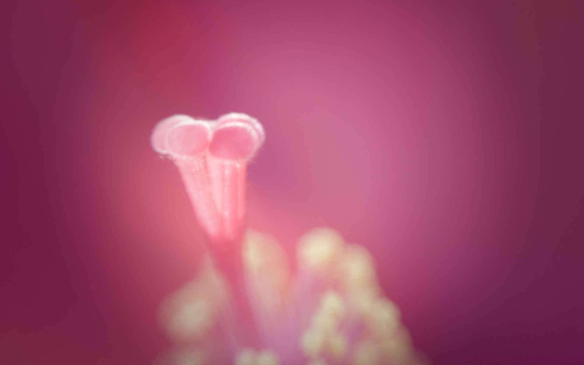 macro nature flower blur summer bright love color art