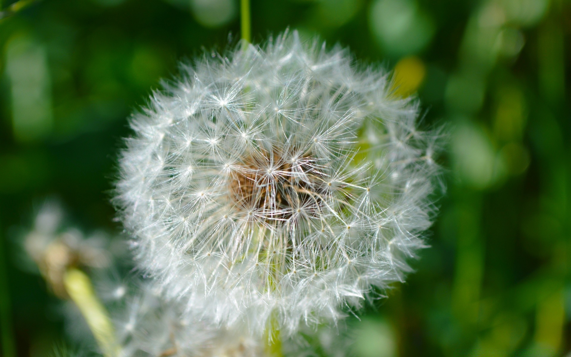 macro pissenlit flore nature été graines fleur croissance jardin herbe vers le bas délicat saison gros plan lumineux feuille mauvaises herbes à l extérieur couleur floral