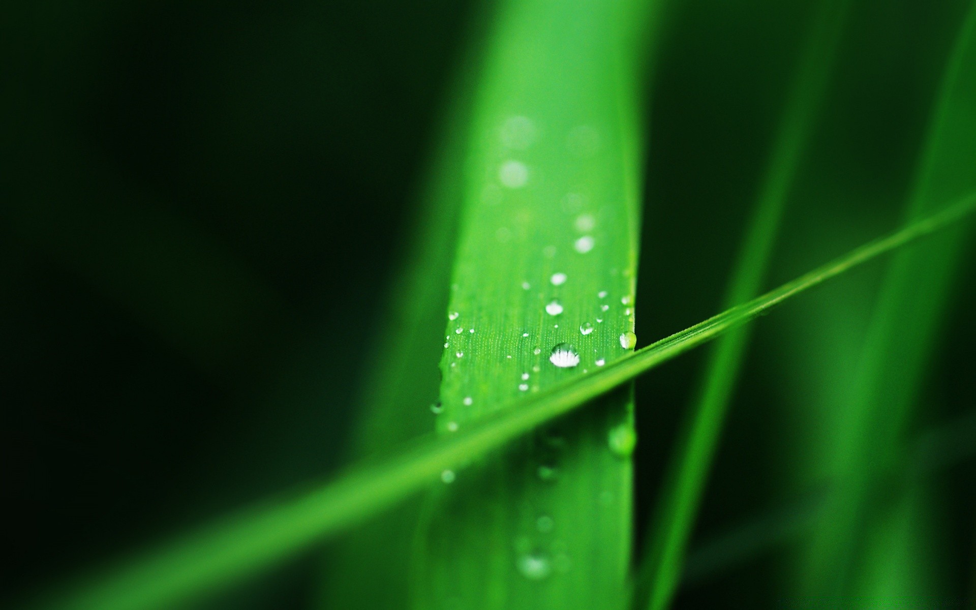 macro rugiada foglia pioggia caduta crescita bagnato natura gocce flora giardino lama gocce erba astratto purezza luminoso