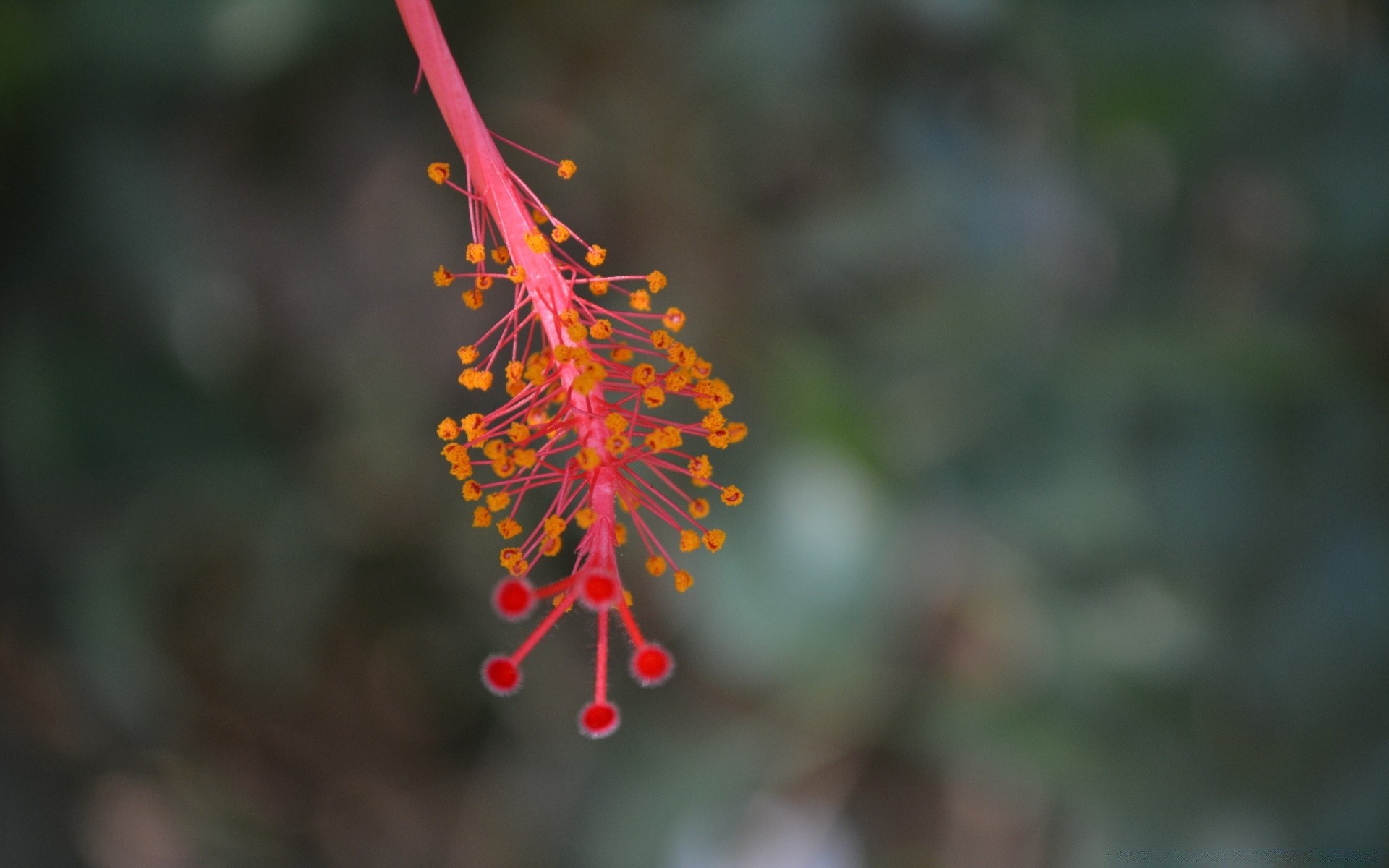 macro nature flower leaf outdoors garden flora tree blur growth