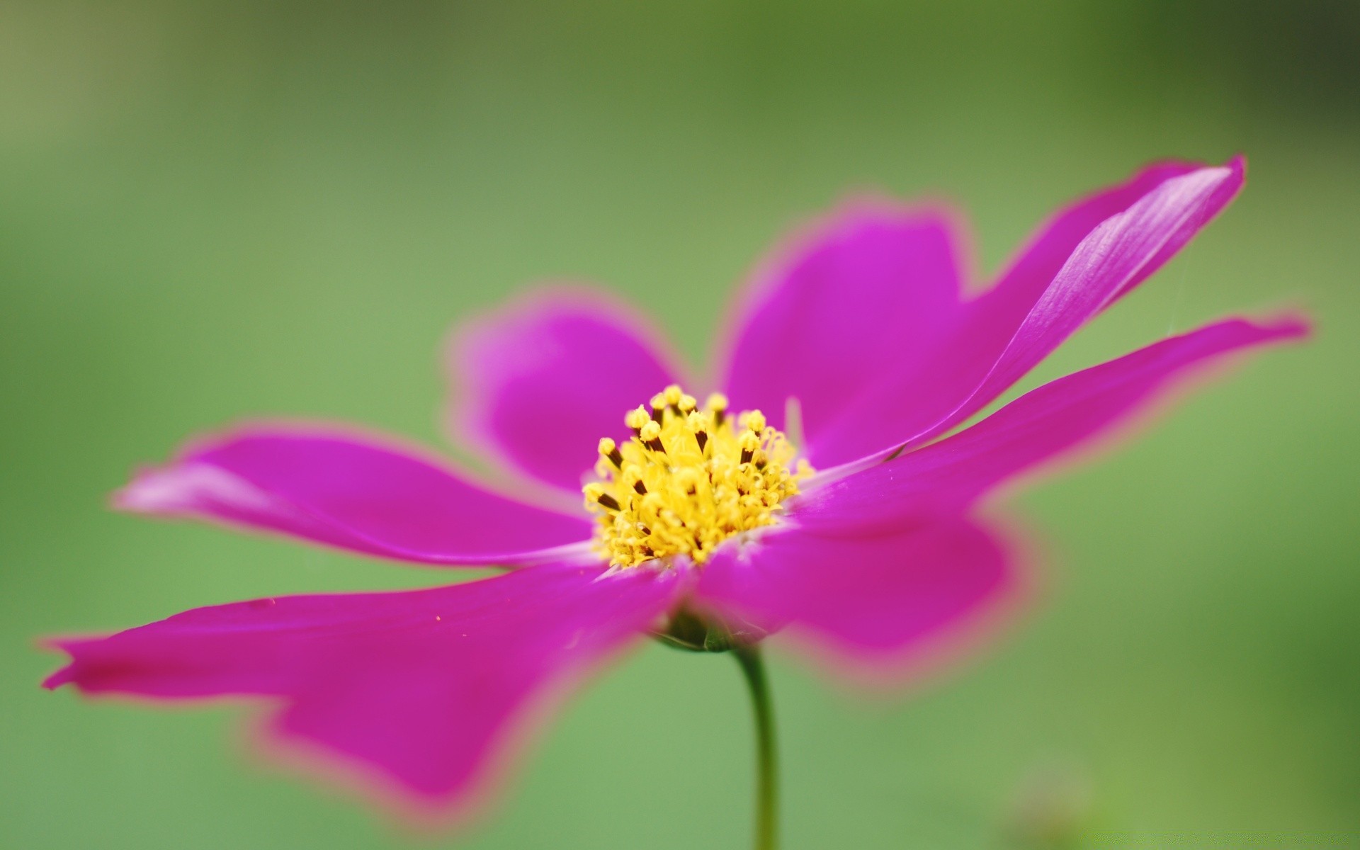 makro natura kwiat lato liść flora jasny