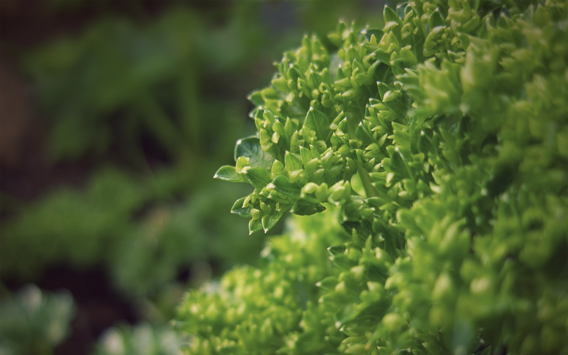 macro leaf flora nature growth summer lush garden outdoors grass wood tree freshness environment