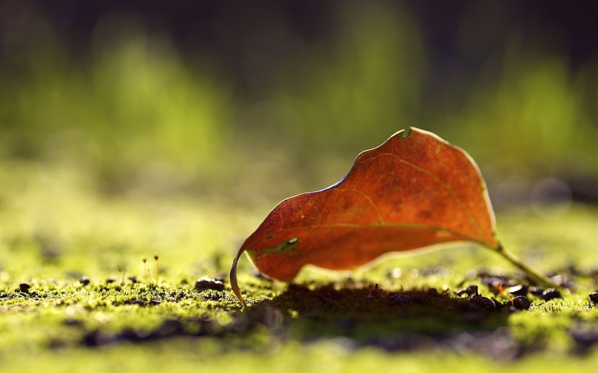 makroaufnahme natur blatt herbst im freien holz gras regen flora moos holz