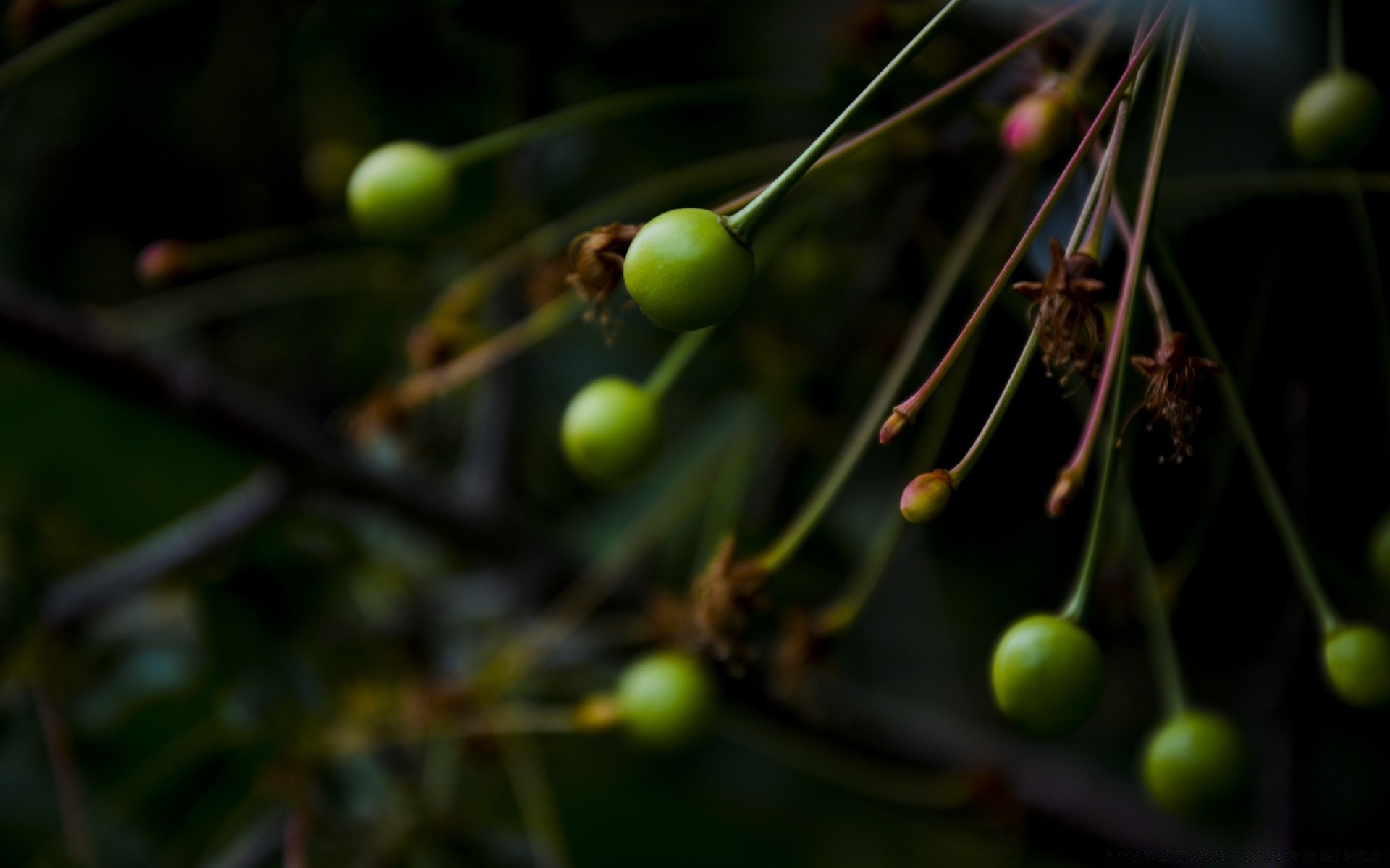 fotografia macro frutas crescer árvore comida natureza folha agricultura baga ramo flora ao ar livre pasto cor jardim crescimento colheita borrão